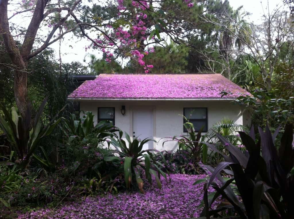 the whitewashed cabin covered in petals from pink blossoms dropped from an overhanging blooming tree