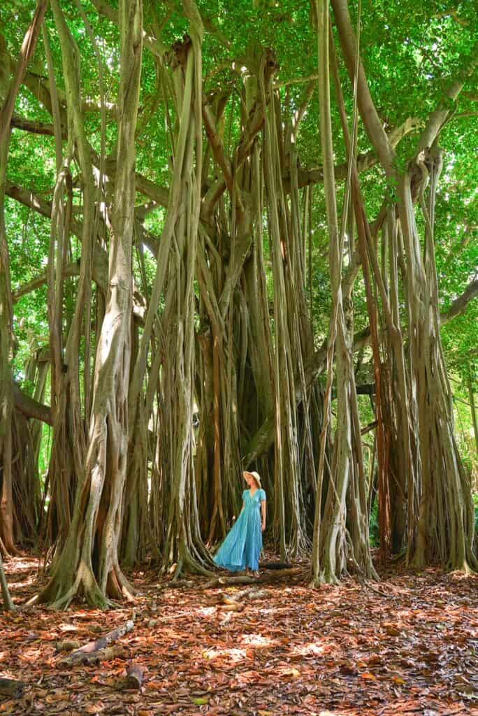 Victoria stands at the base of Banyan trees at the Ringling Museum: the bamboo tower around her. 