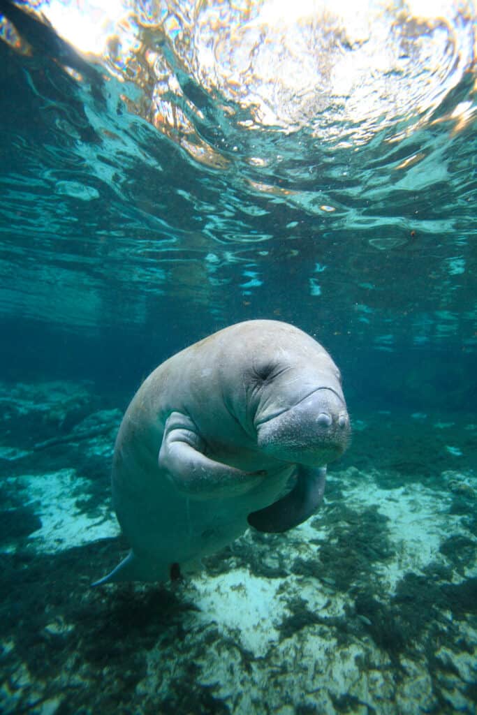 a picture of a very adorable manatee in clear light blue water