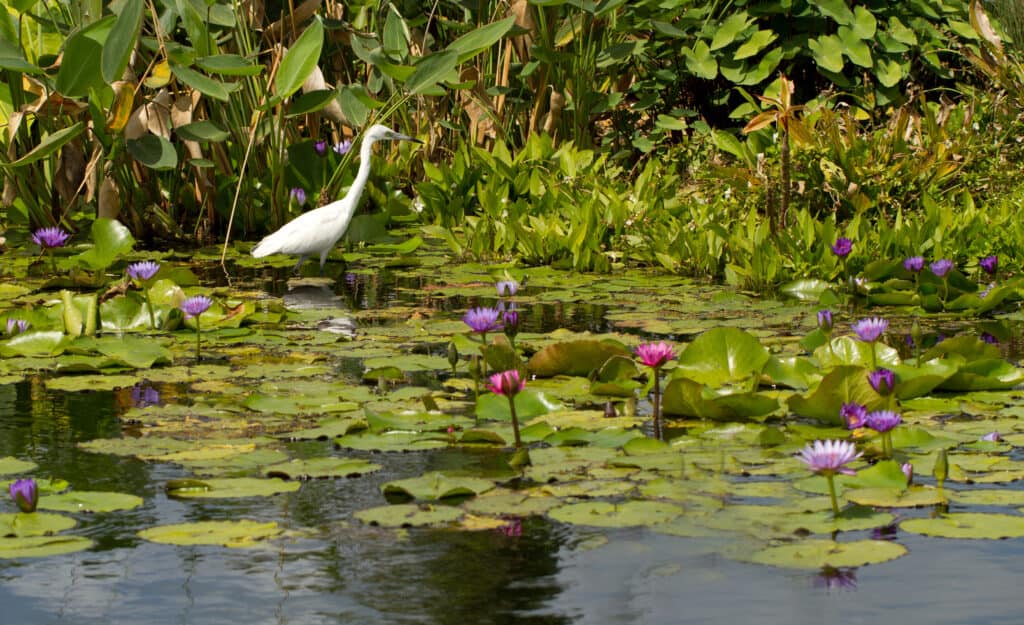 a picture of the lilypad pond at the naples botanical garden, one of the best things to do in southwest florida