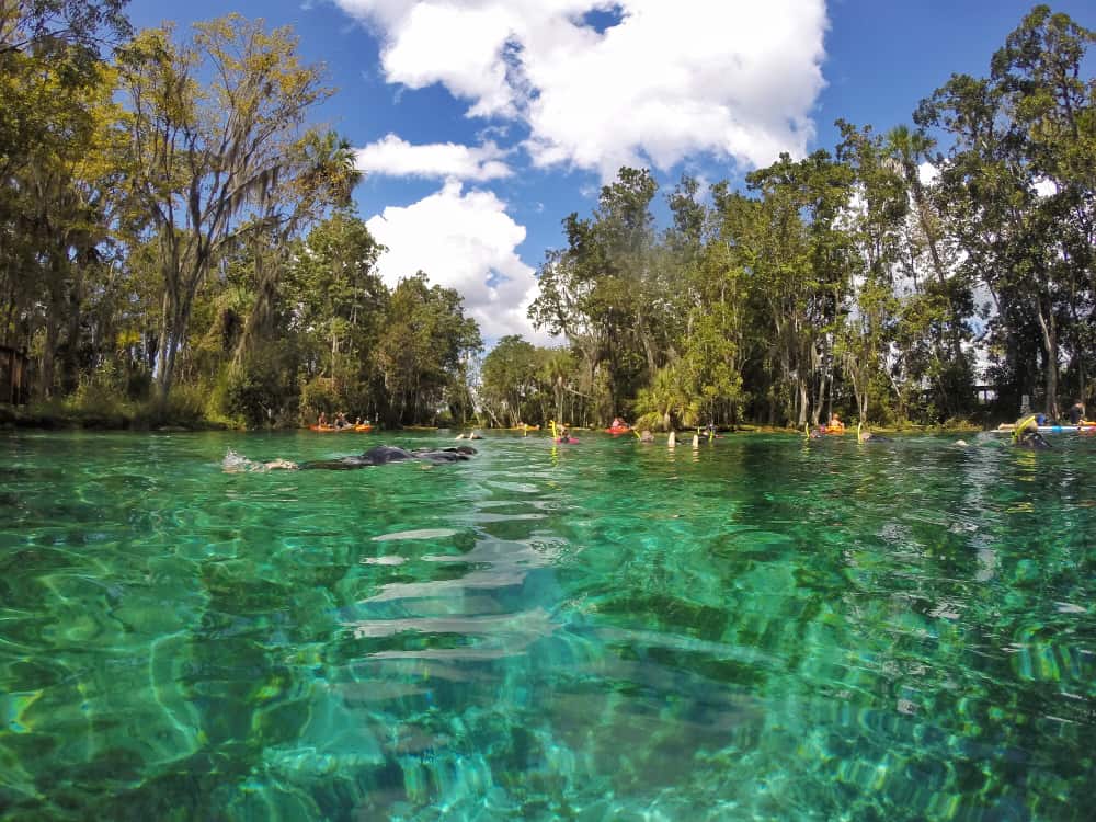 three sisters spring where people are snorkeling to see manatees