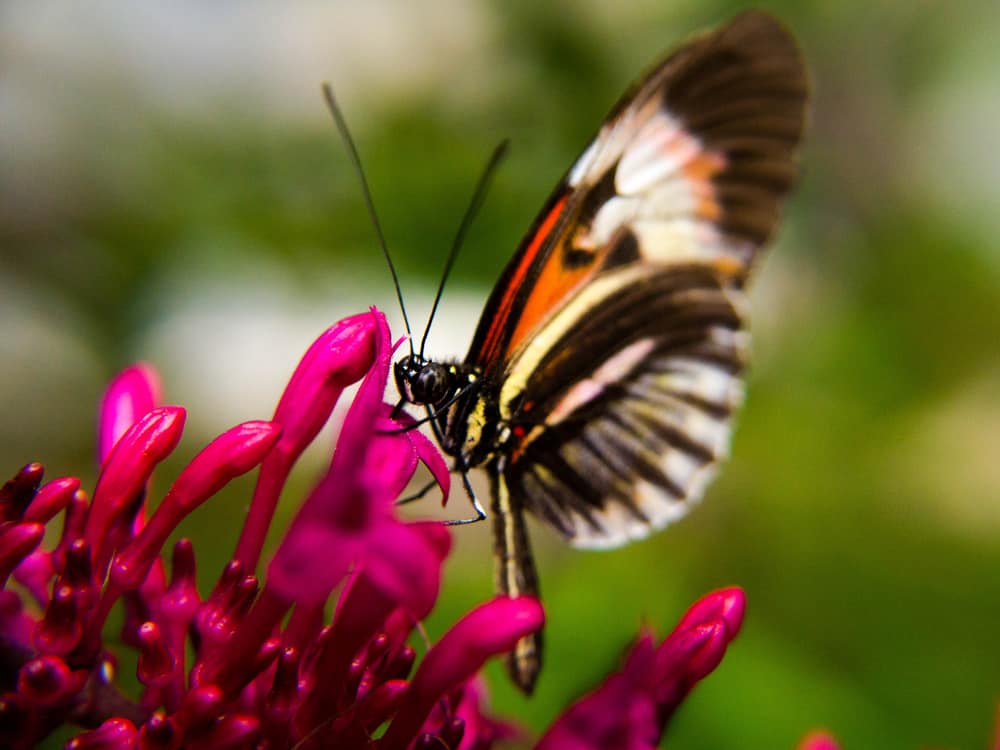 Close up of a butterfly on a pink flower.