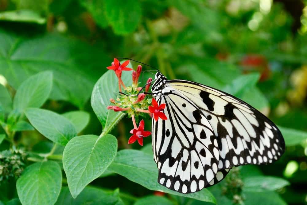 A black and white paper kite butterfly on a red flower.