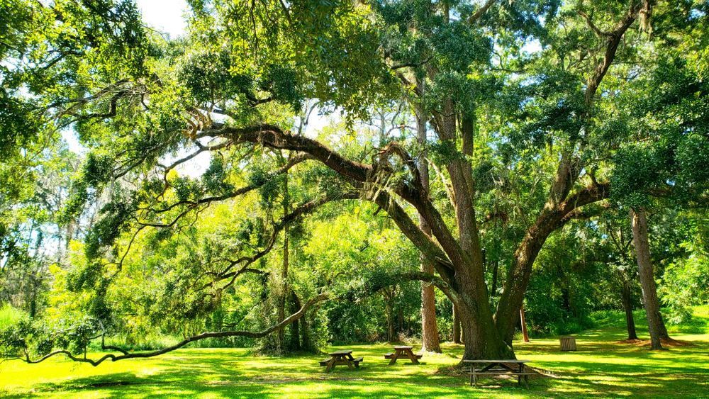 A large tree over a few picnic tables on a sunny day.