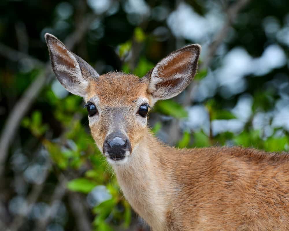 Close up of a key deer looking into the camera.