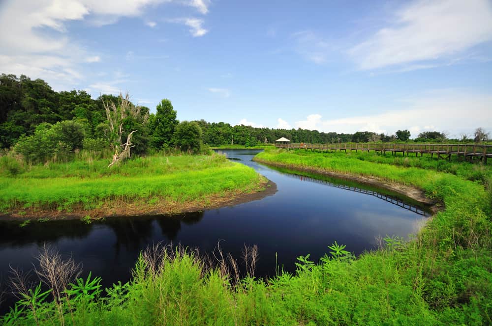 A curve of water next to a boardwalk in Paynes Prairie Preserve State Park.