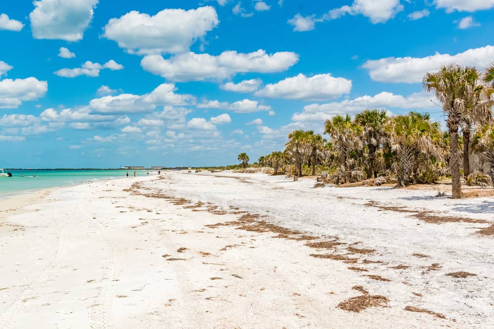 Palm trees line the undeveloped beach of Caladesi Island State Park on a sunny day near Clearwater Beach, FL.