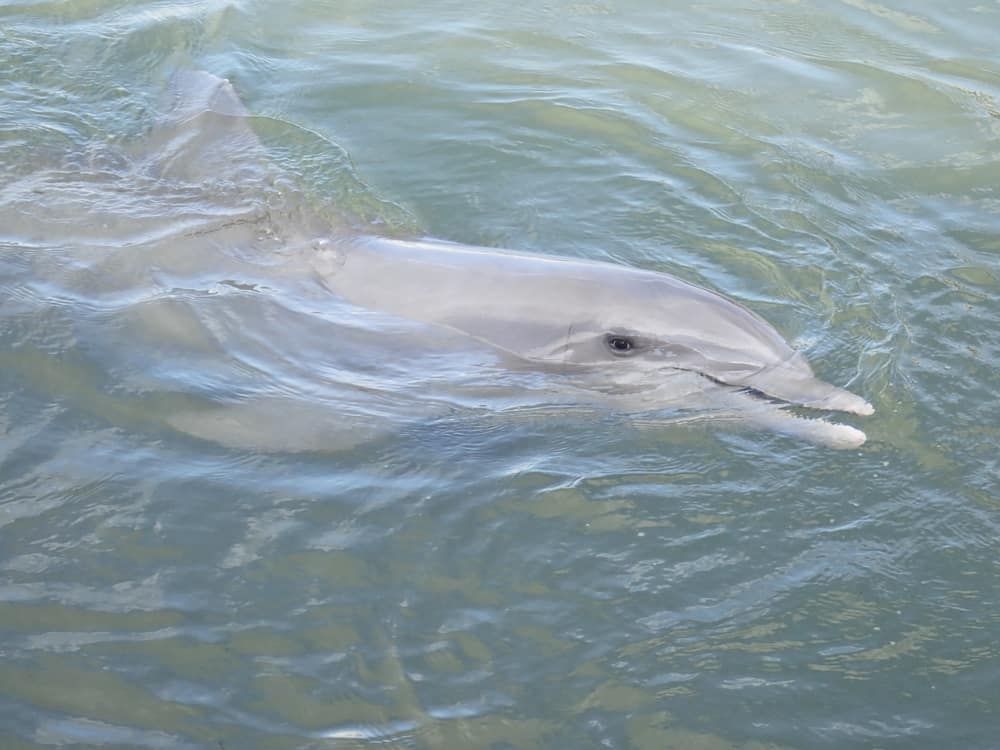 a dolphin swimming in the ocean at the dolphin research center