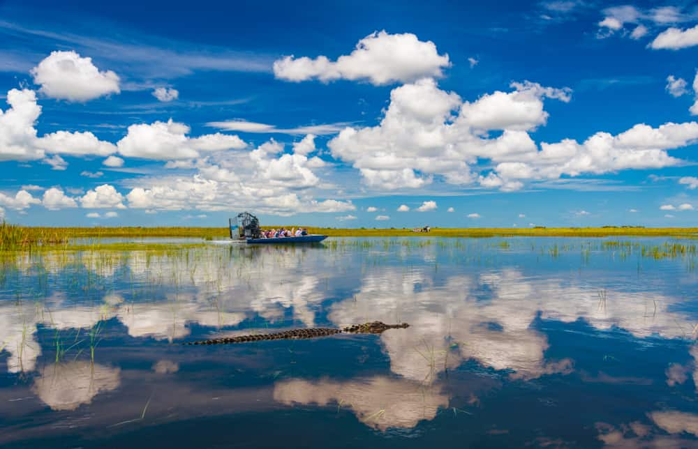 An alligator in the foreground and an airboat in the background in the Everglades