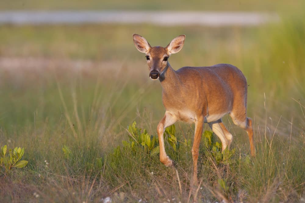 a key deer is a small dog like deer walking along the high grass