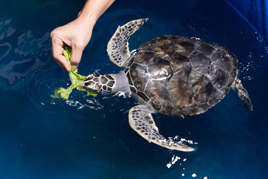 a turtle being fed broccoli by hand at the sea turtle hospital in marathon florida