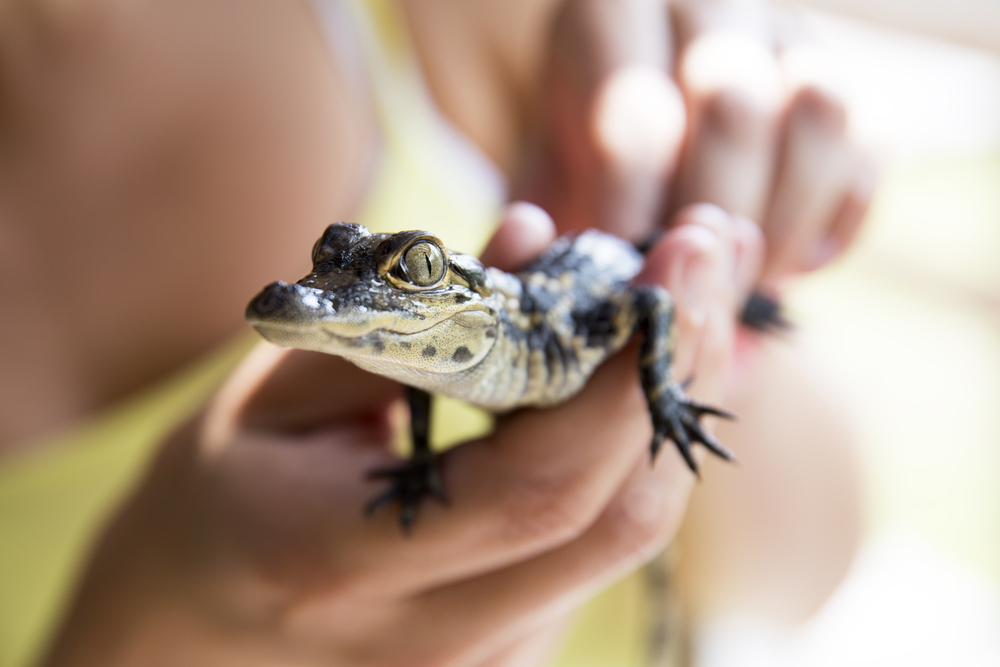 A closeup shot of hands holding a baby alligator, like those at the Alligator & Wildlife Discovery Center, one of the best things to do in Madeira Beach.