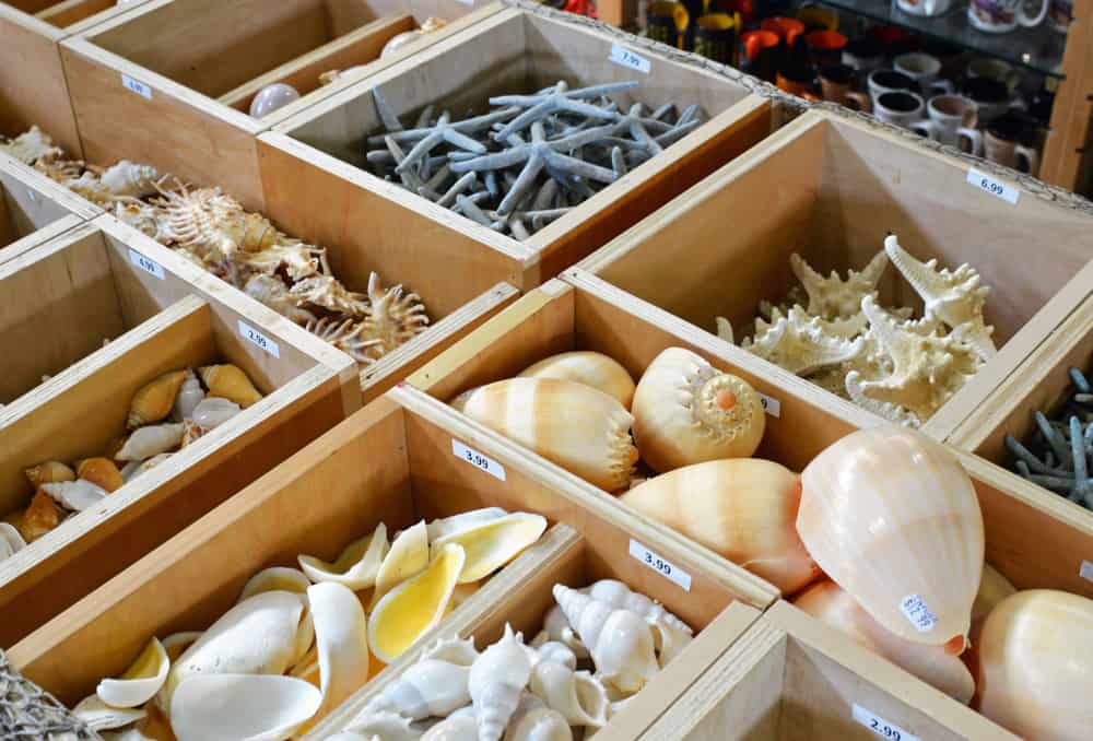 At least six different types of shells sit in wooden boxes, separated by type, available for purchase like those in the Florida Shell Shop, one of the best places to visit in Treasure Island, FL.