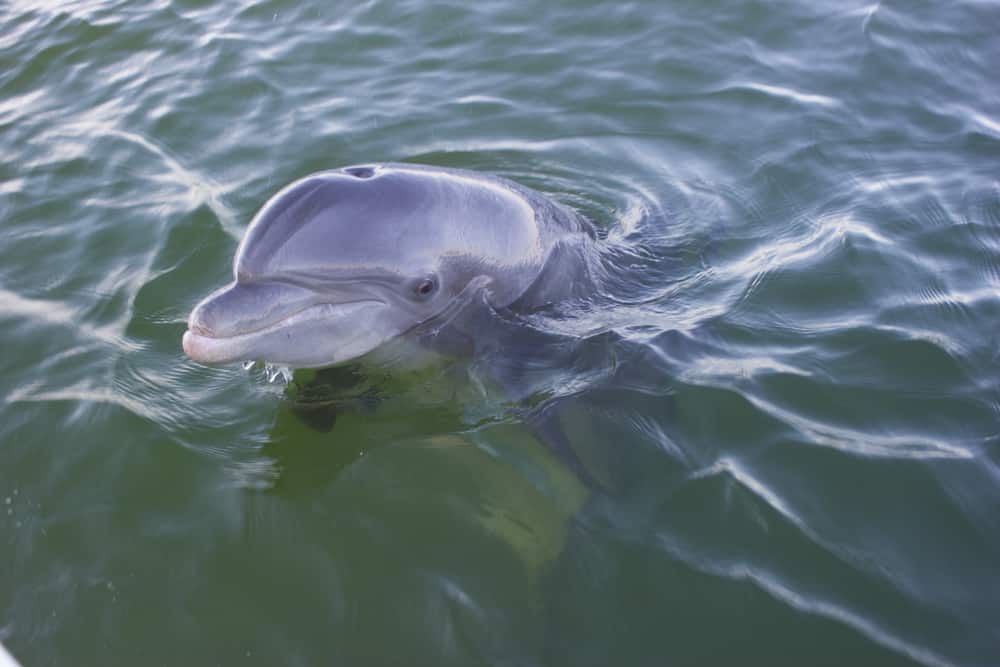 A bottle nose dolphins pokes its head out of the water, like those that can be seen on a dolphin cruise out of Treasure Island, FL.