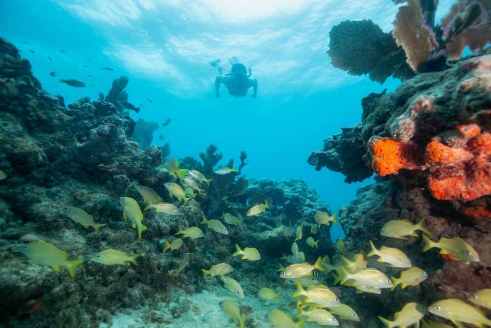 A snorkeler takes a dive beneath the water and hovers in the background of a reef, where orange coral and green fish swim. John PenneKamp Reef State Park is one of the best snorkeling in the Florida Keys experiences! 