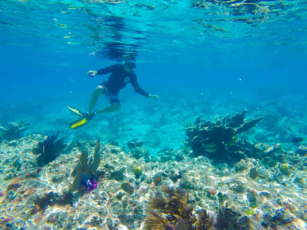 A man in bright yellow fins sits above some coral beds, experiencing the best snorkeling in the Florida Keys while purple fish and sea grass sway by. 