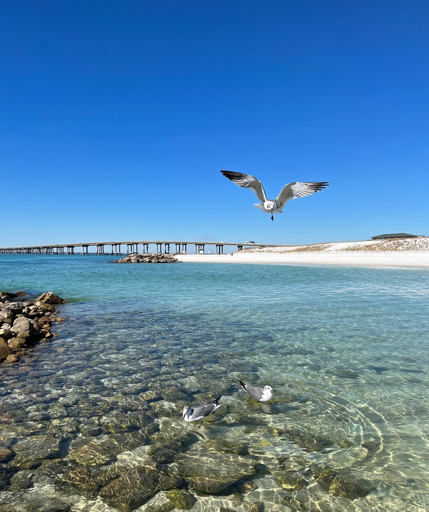 A seagull flies above two other seagulls that sit on the clear blue water of Norriego Point, one of the best beaches in Destin, FL.