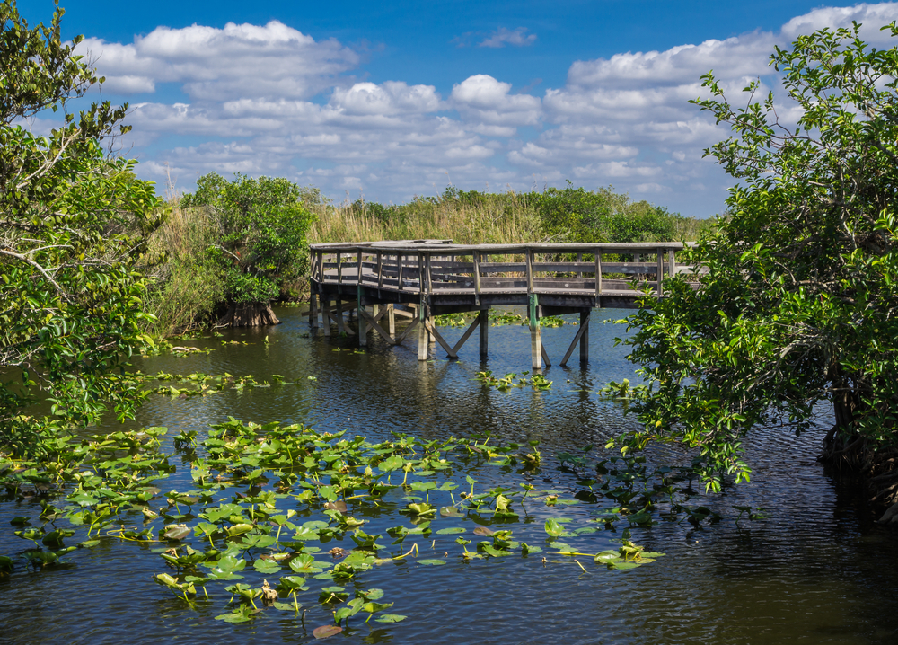 The Anhinga Trail boardwalk over water with lily pads.