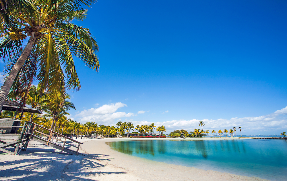 The curve of a palm tree lined beach in Miami.