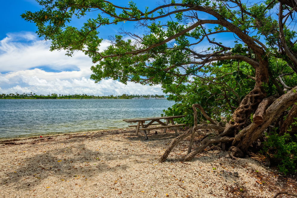 A picnic table under a tree on the beach in Oleta River State Park.