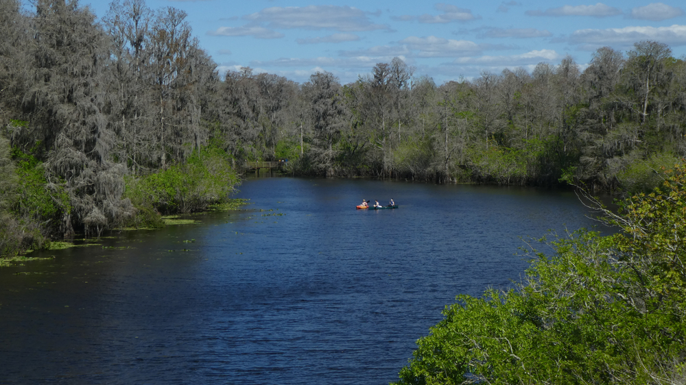 kayaking in the Hillsborough river outside of tampa