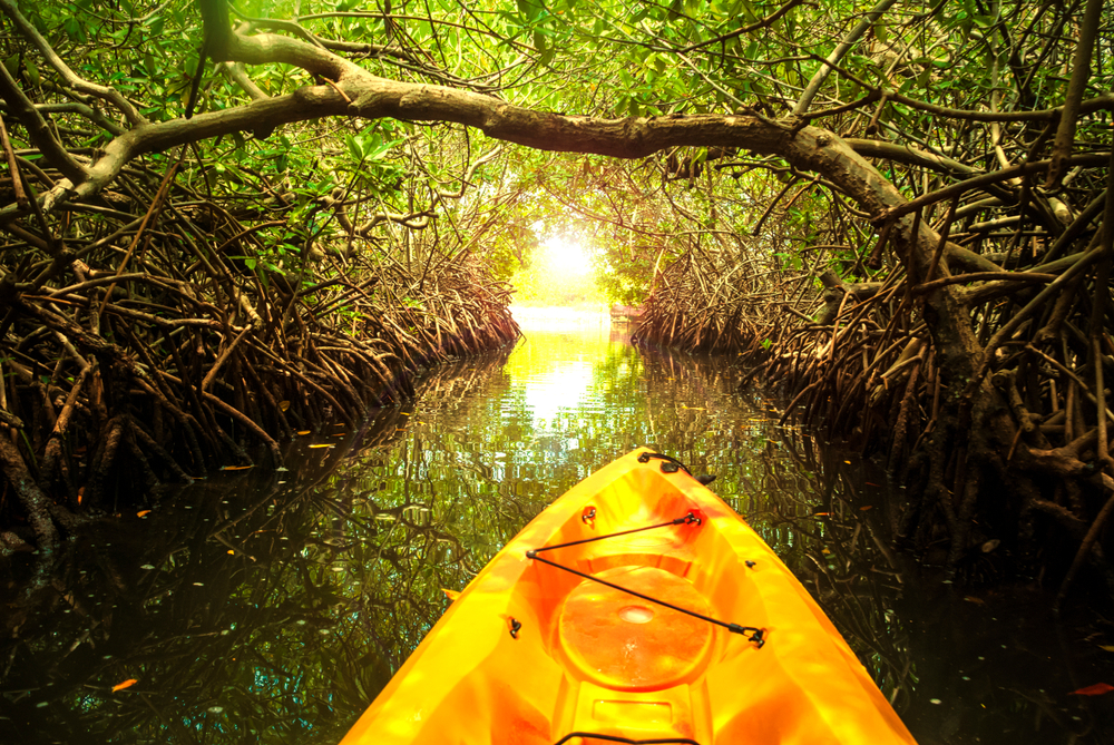 kayak inside the tunnel of mangroves