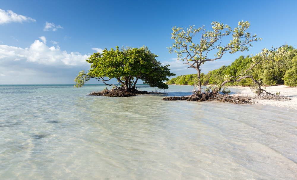 Two tree stand in the middle of the sandy, shallow waters at Anne's Beach, one of the best public beaches in Islamorada.
