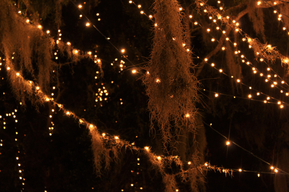 Strings of white Christmas lights are strung amongst the trees in Mount Dora, FL.