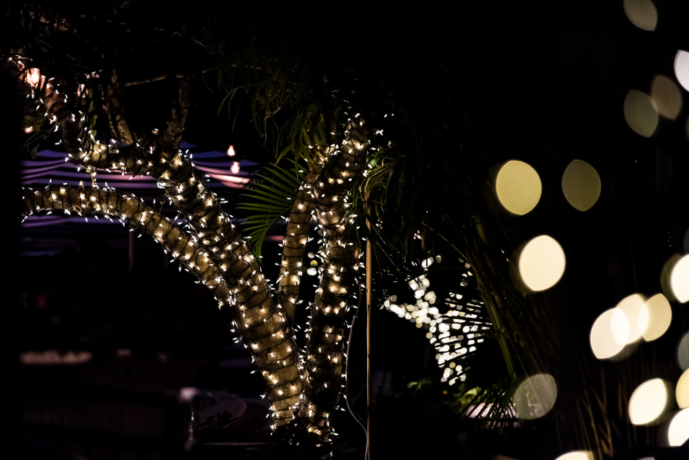 Warm white Christmas lights are wrapped around a tree, interspersed with nearby palm leaves.