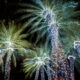 Clear LED Christmas lights cover palm trees, looking like fireworks.
