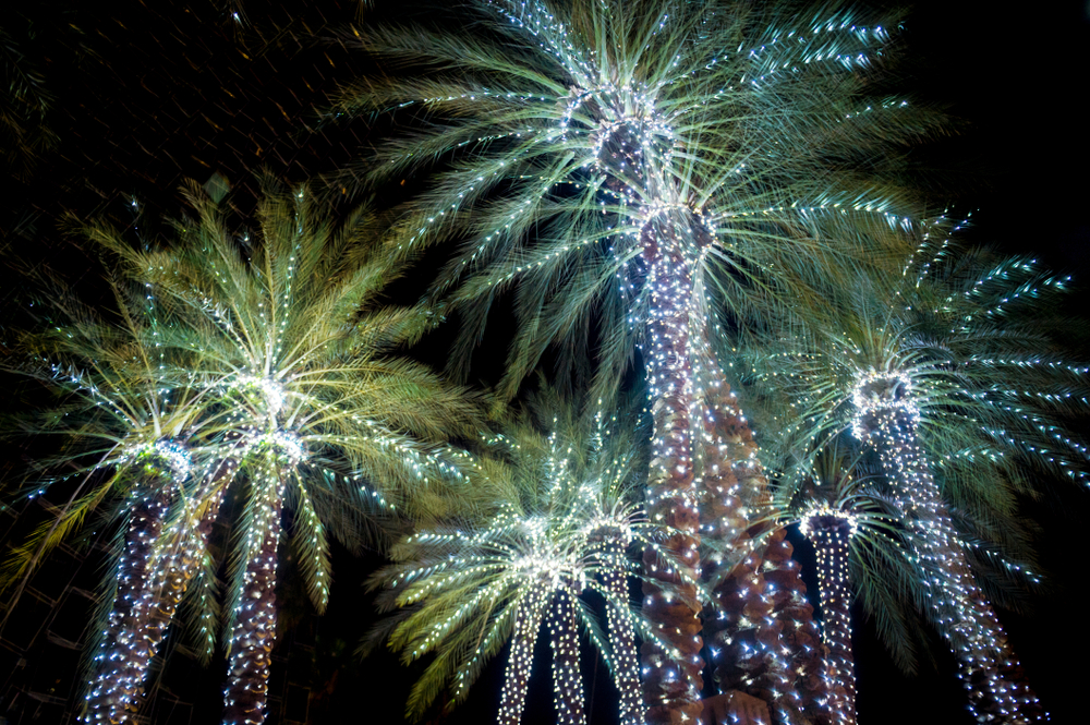 Clear LED Christmas lights cover palm trees, looking like fireworks.