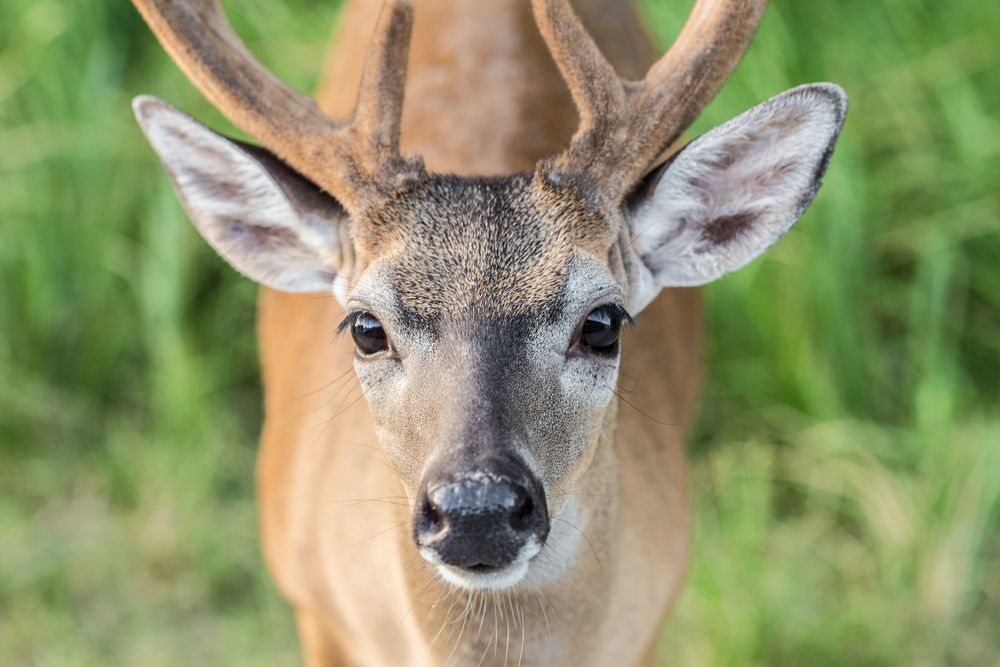 a beautiful key deer! go see the endangered species at their refuge, one of the best Lower Keys activities!