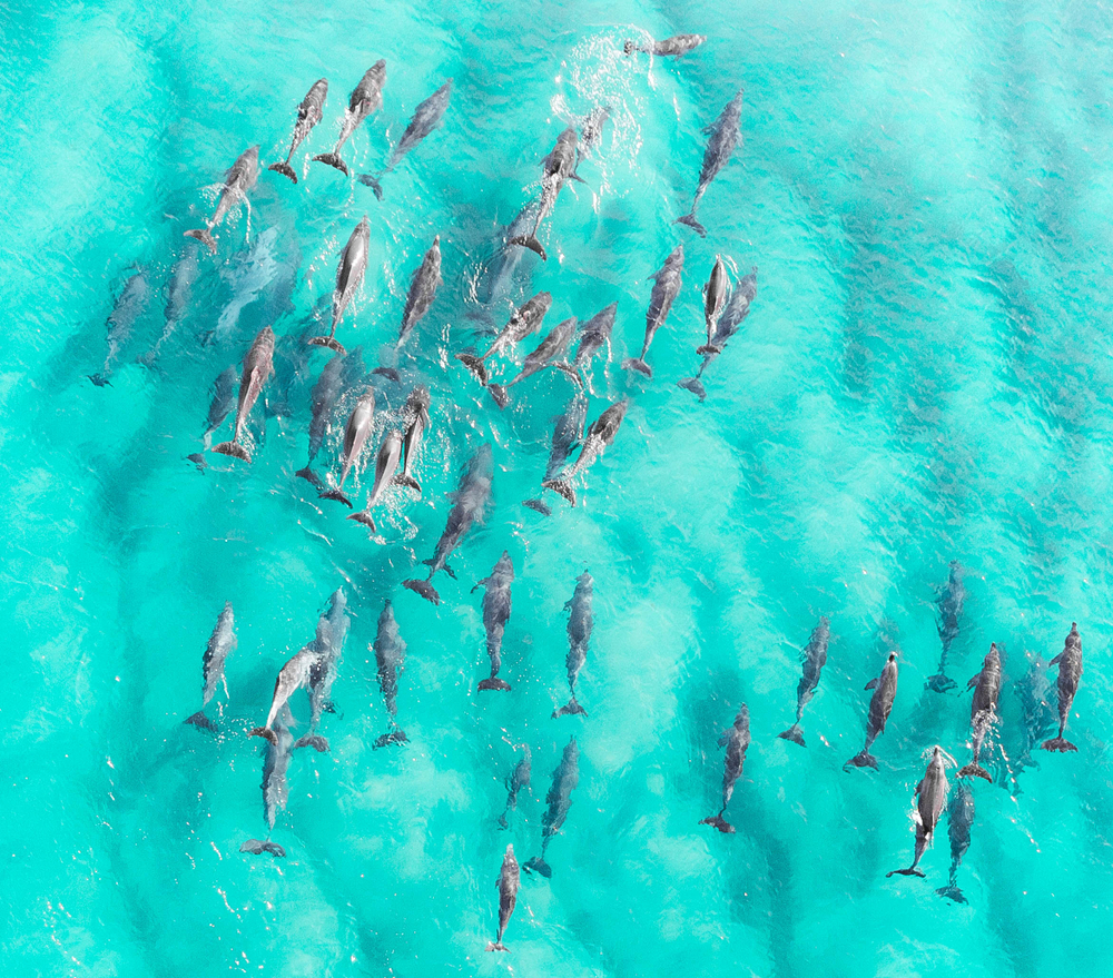 a beautiful aerial image of bright teal water and a family of dolphins swimming together!