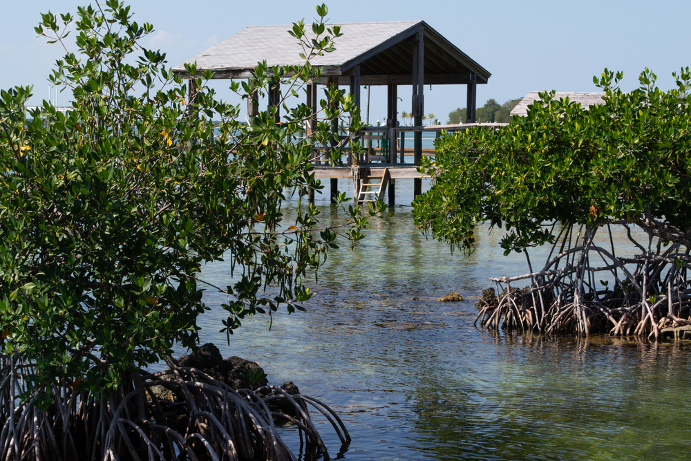 mangroves on the water in the middle keys in front of a dock with a boathouse!