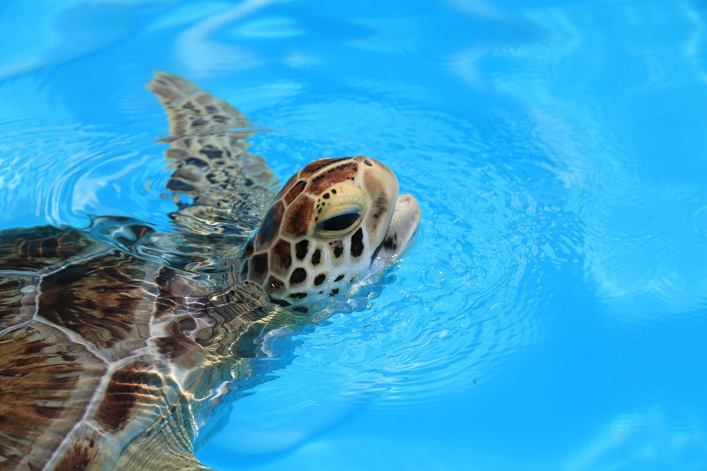 turtle in the bluest water, amazing option for the best things to do in the Middle Keys!