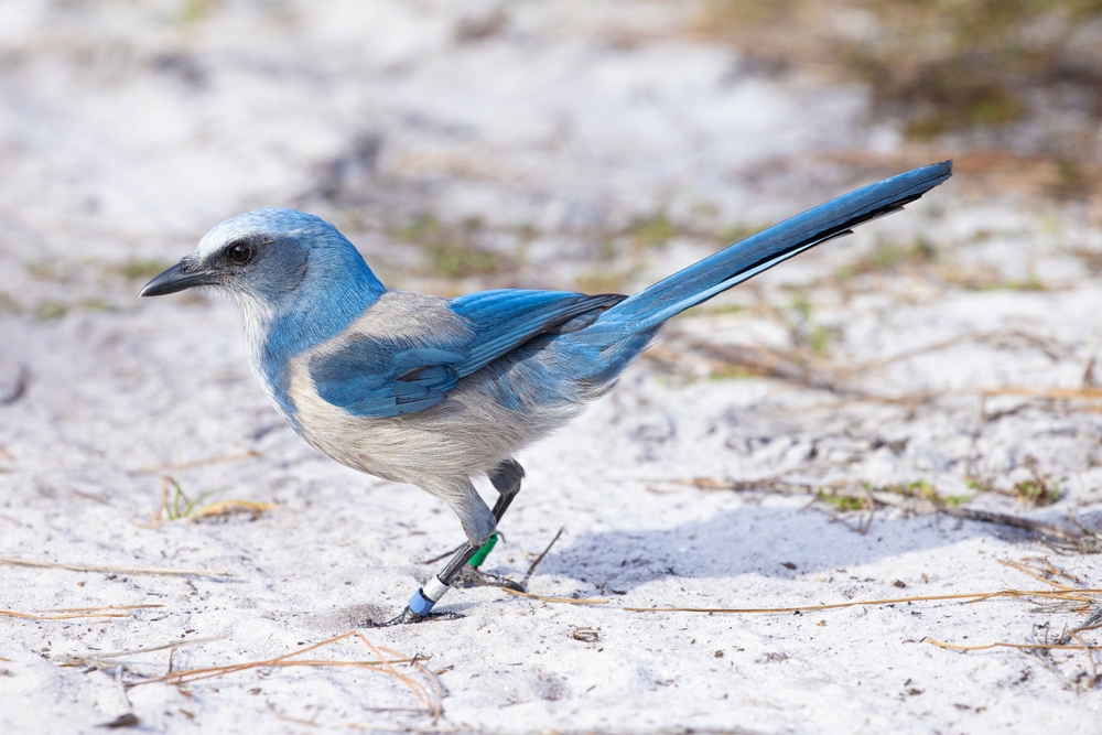 great image of a blue bird standing on the sandy beach - one of the endangered bird's protected by this awesome option for the best things to do in the Upper Keys