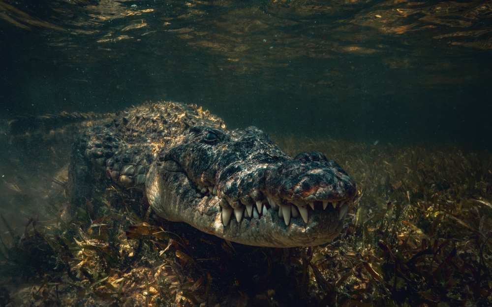 crocodile lurking in the shadowy dark water