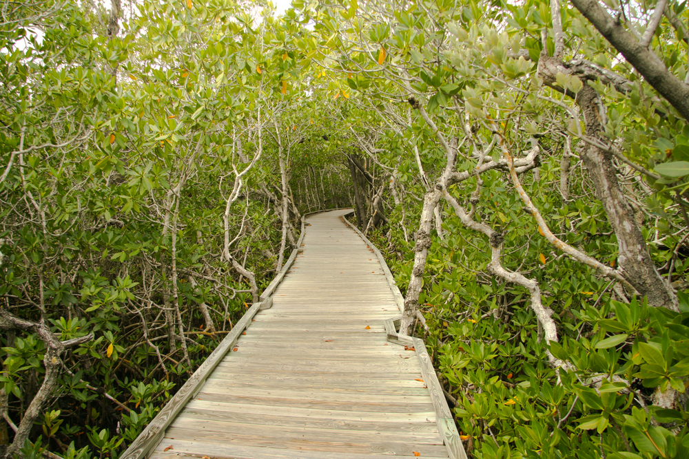 great wooden pathway through the mangroves, a classic florida ecosystem, one of the best things to do in the Upper Keys