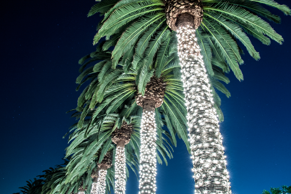 Palm trees wrapped in white lights.