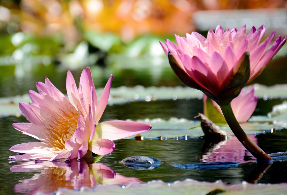 Pink water lilies on a pond.