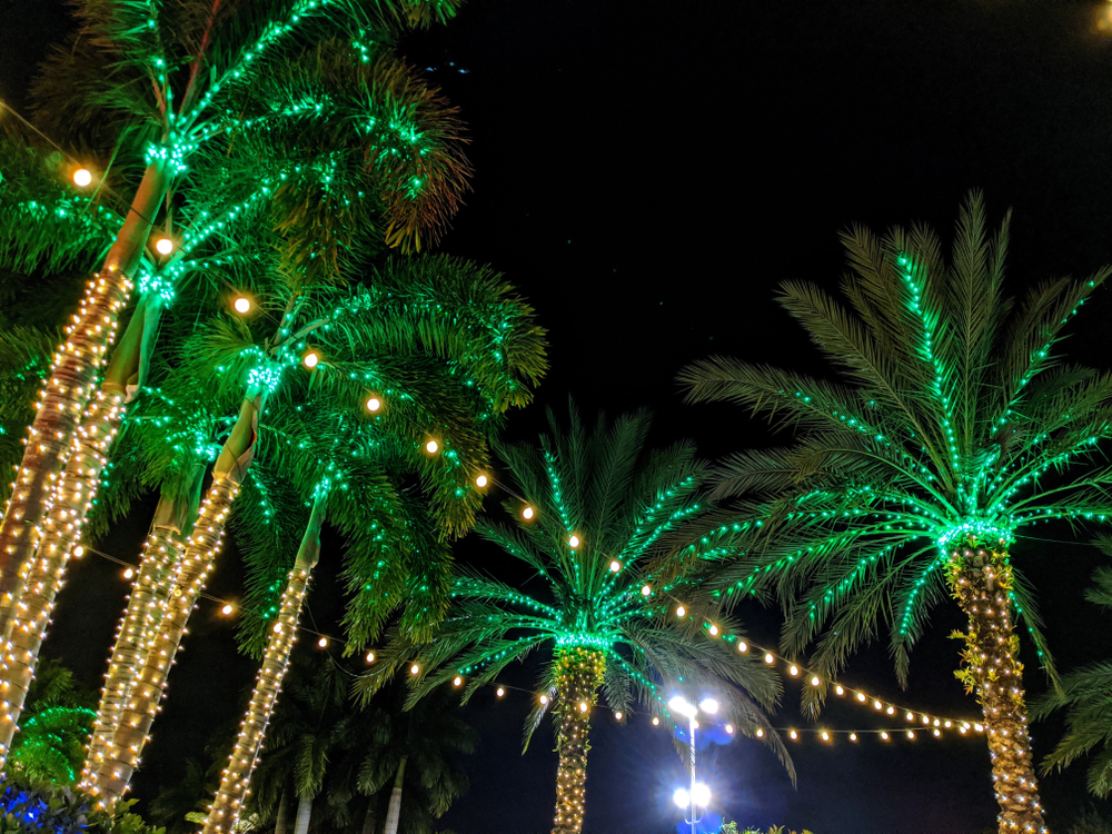 Palm tree wrapped with Christmas lights at night.