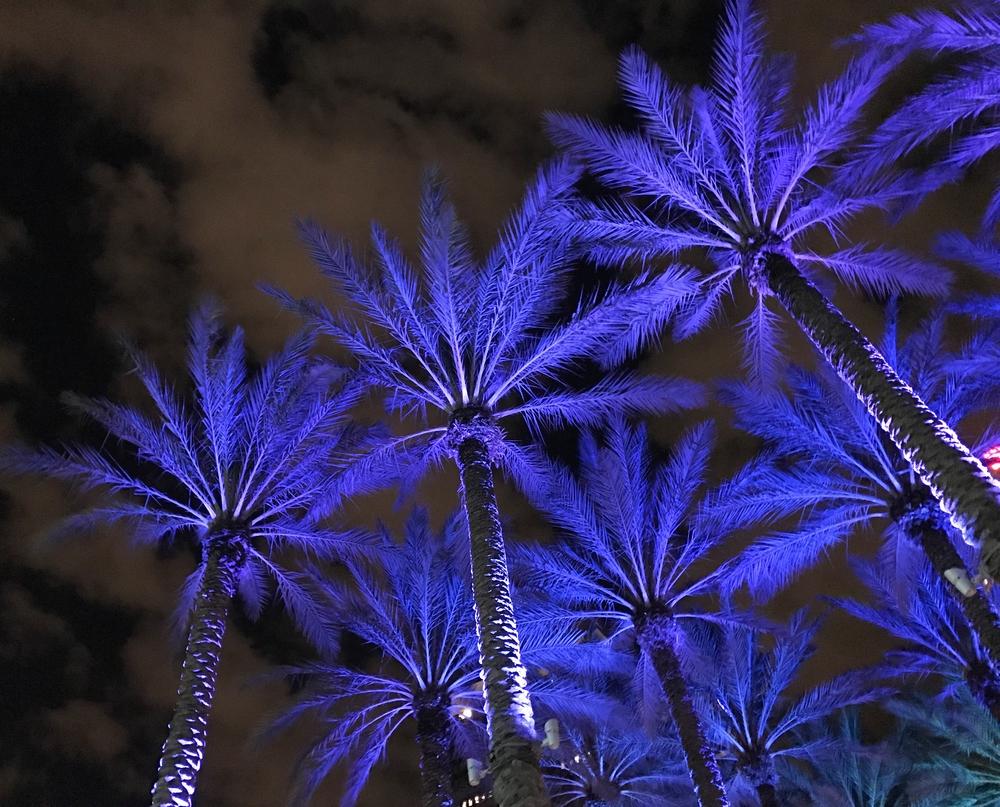 Palm trees lit up with purple lights at night.