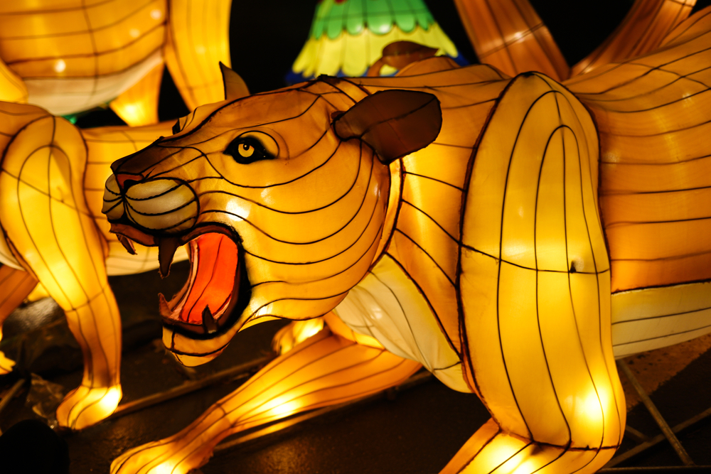Lantern of a lioness growling.