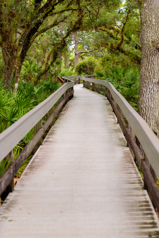 The boardwalk in Erna Nixon Park going through a lush forest.