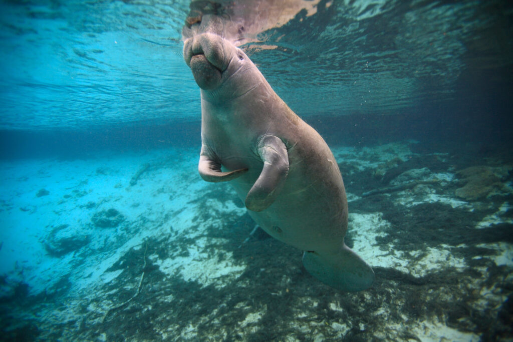 Manatees in Florida in January submerged under water curling its fins