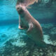 manatee in florida in January swimming in the clear spring water