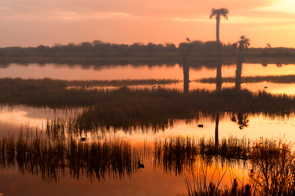 Pink and orange sunrise over the wetlands with birds in the water.