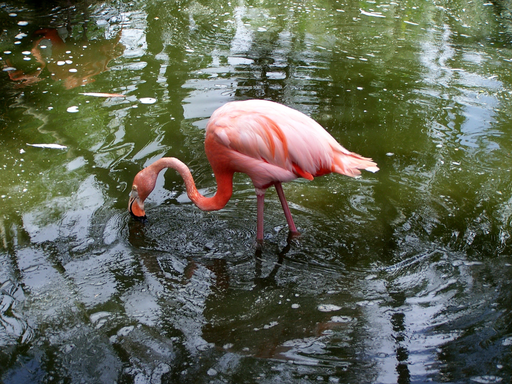 A pink flamingo dips its beak in the water at the Flamingo Gardens park near Fort Lauderdale.