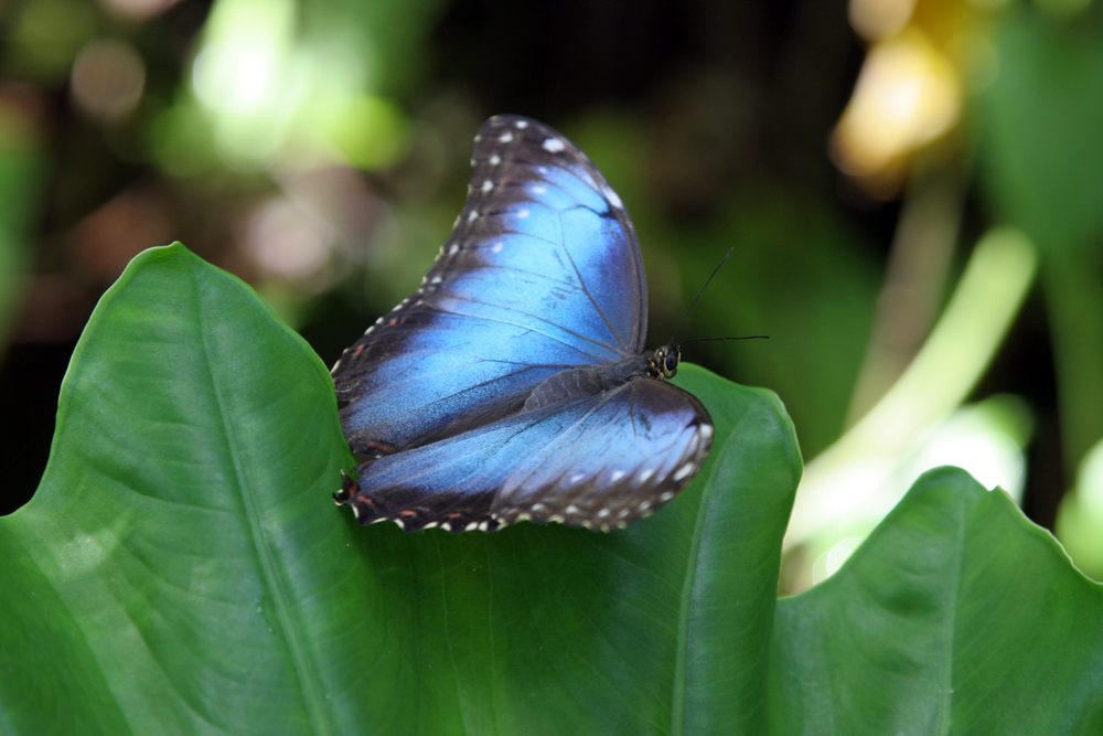 A blue and black Morpho butterfly sits on a leaf at Butterfly World near Fort Lauderdale.
