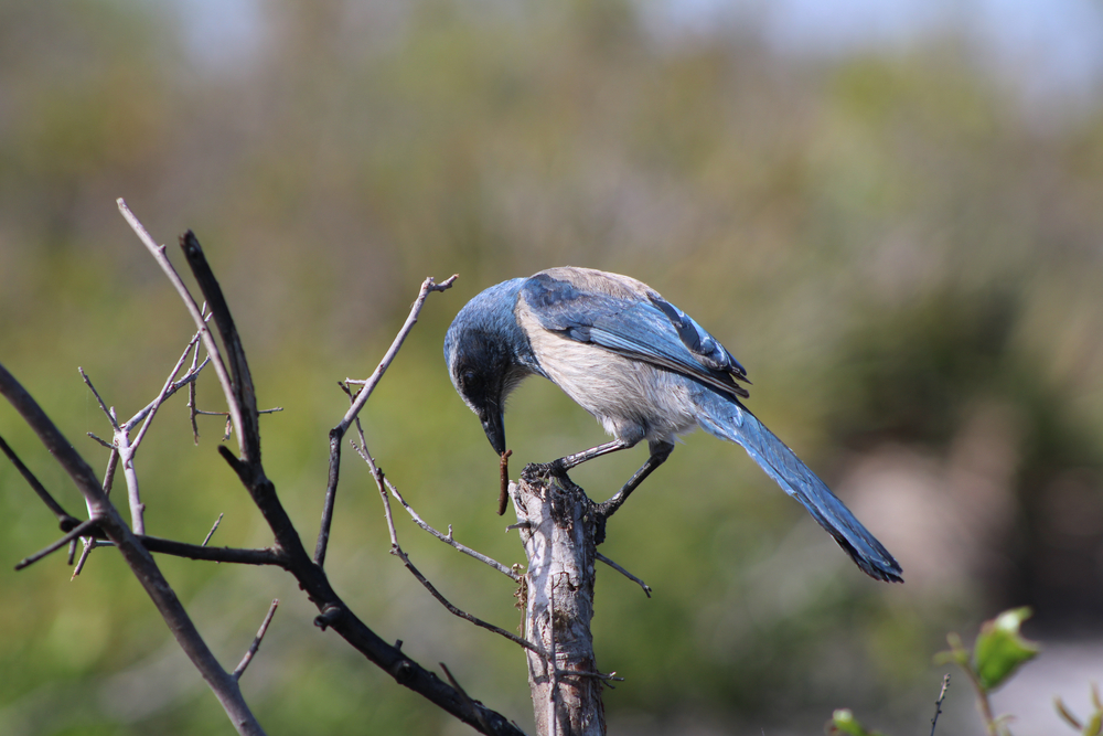 a bird inside the Helen and Allan Cruickshank sanctuary 